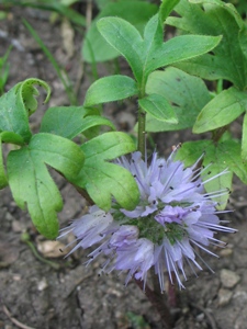 Hydrophyllum capitatum